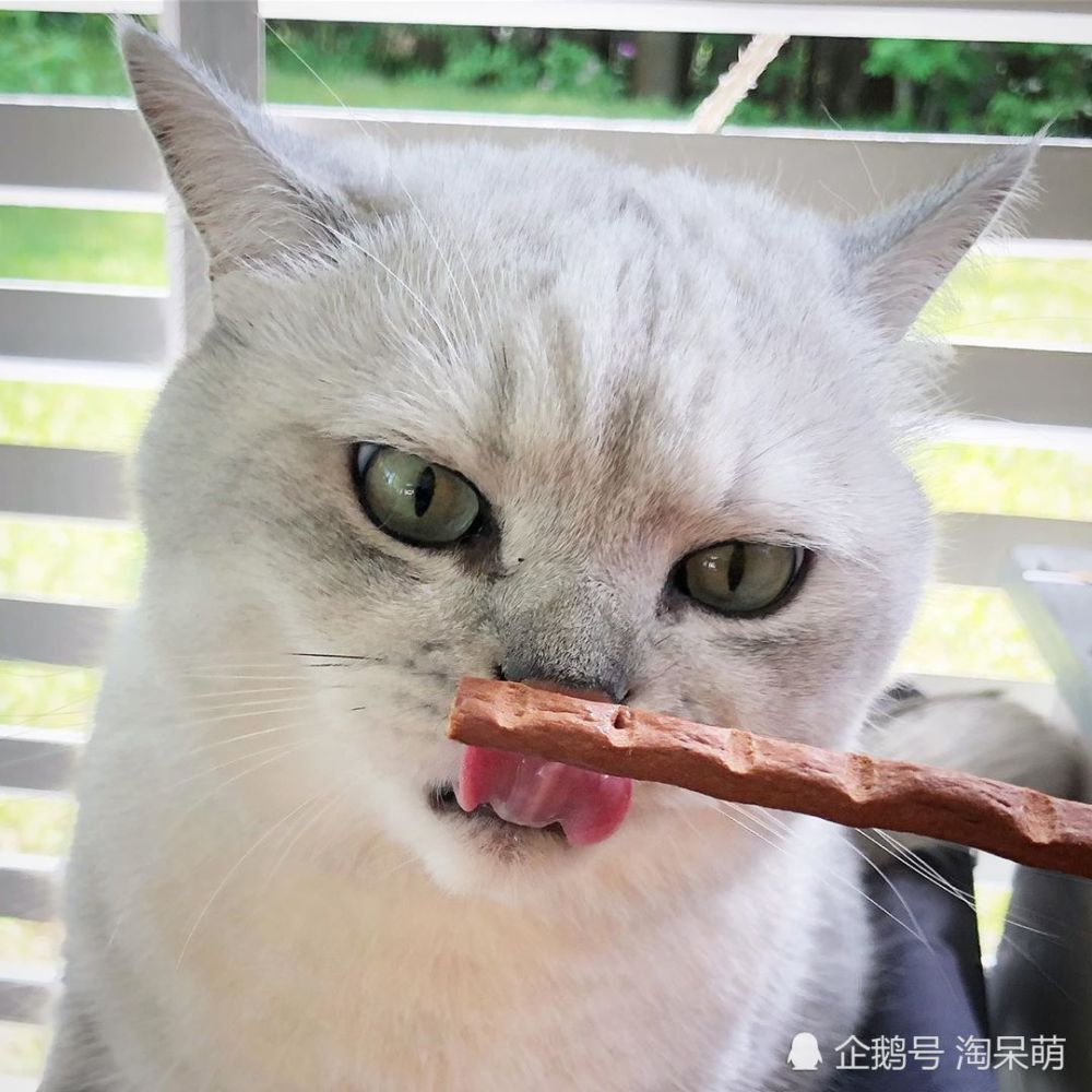 英短猫,银渐层,喵星人,肥猫,淘呆萌