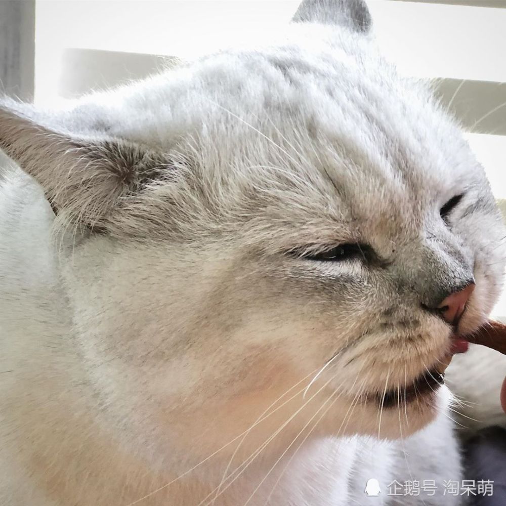 英短猫,银渐层,喵星人,肥猫,淘呆萌