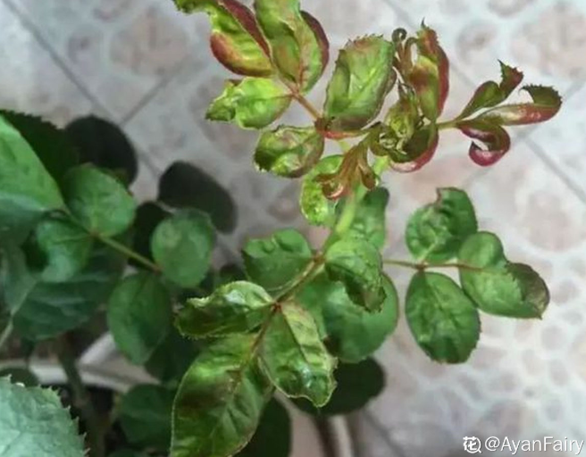 月季,月季病虫害,月季虫害,月季如何杀虫?