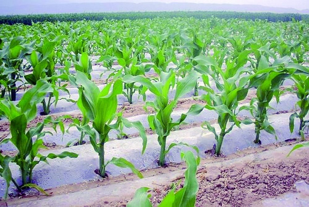 在农村,最近发现很多播种的玉米出苗率很差,这是什么原因呢?