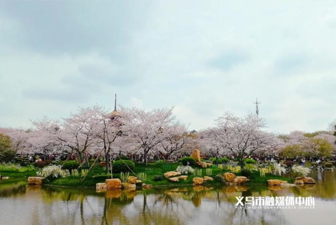 樱棠花语,湖塘观光……义乌这个湿地公园要来了