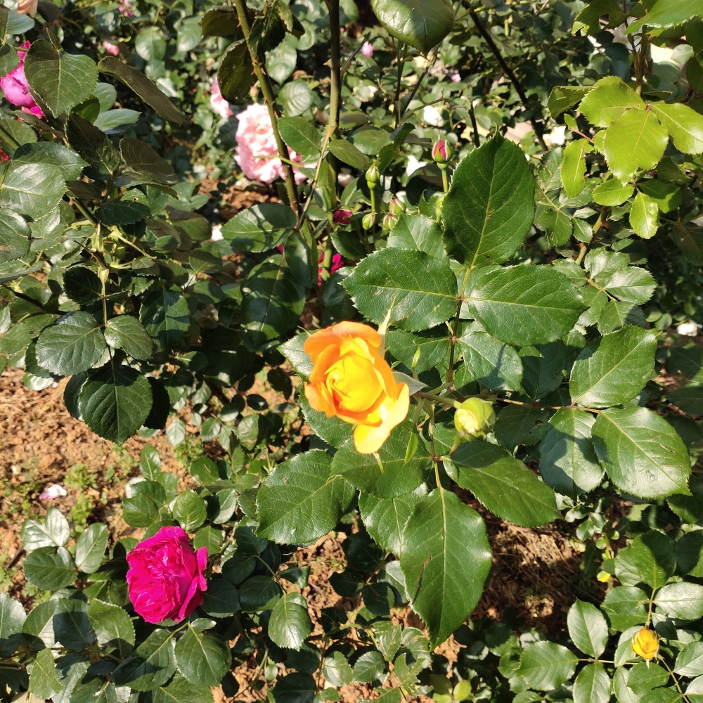 沐浴春风,月季花丛中的百花争奇斗艳!