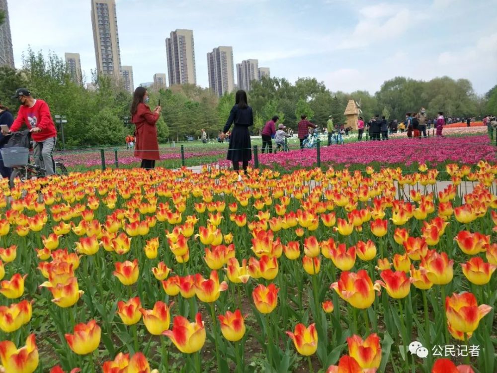 航拍沈阳沈水湾公园的郁金香花海