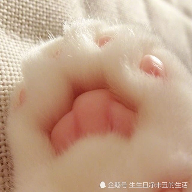 养着这样一只白白的小猫仔,粉粉的肉垫垫,萌爪爪,度过