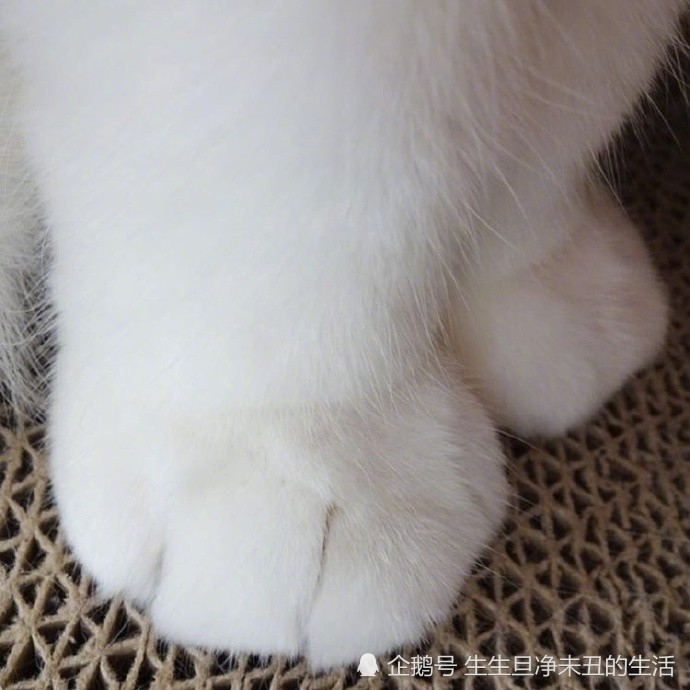猫儿,爪子,白猫,多肉,猫仔