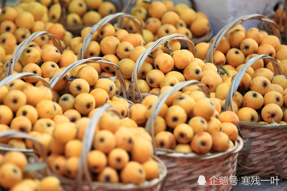 "中国枇杷之乡"枇杷大丰收,价格大跳水,吃货有福了