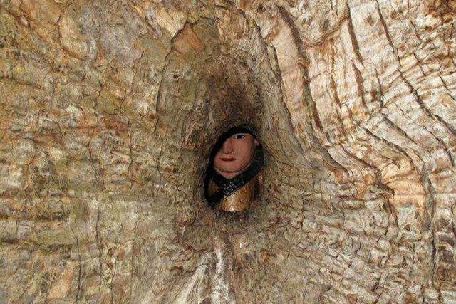 我国唯一的"树抱佛",巴掌大的树洞里,藏着一个"小孩"