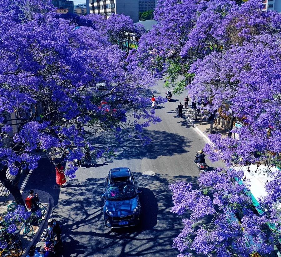 5月昆明,满城盛放蓝花楹,美到令人窒息
