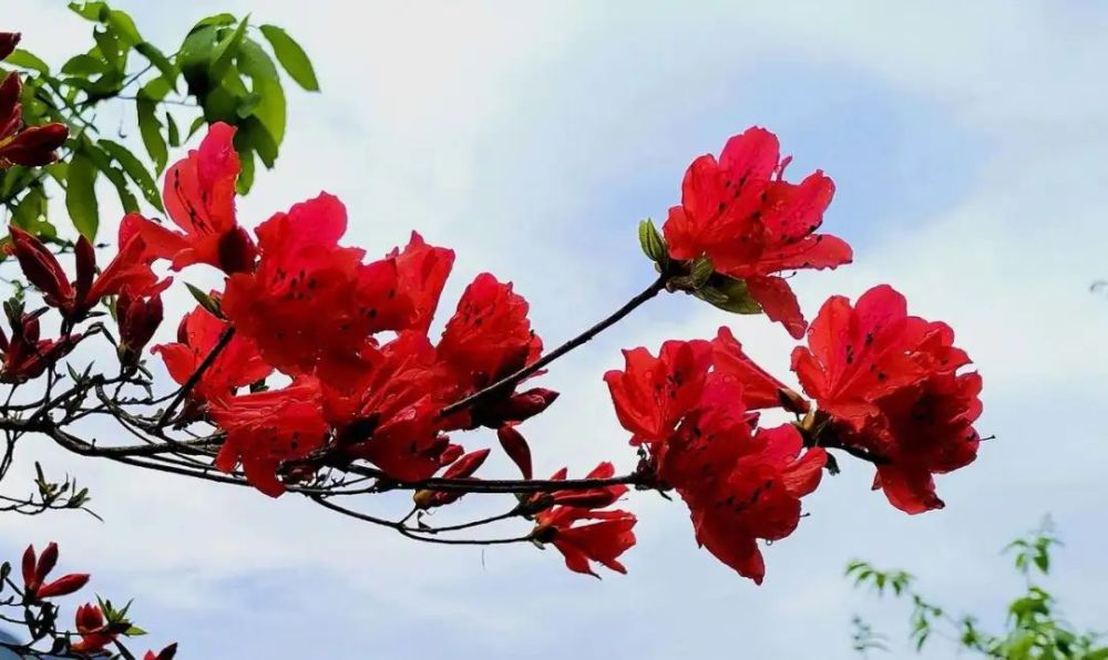 杜鹃花,樱花,唯美,油菜花,金灿灿,李花