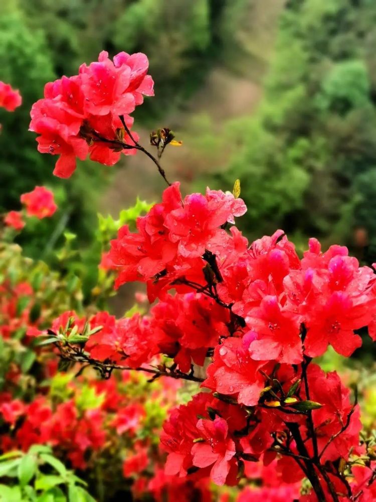 漫山遍野红似火 杜鹃花开映山红