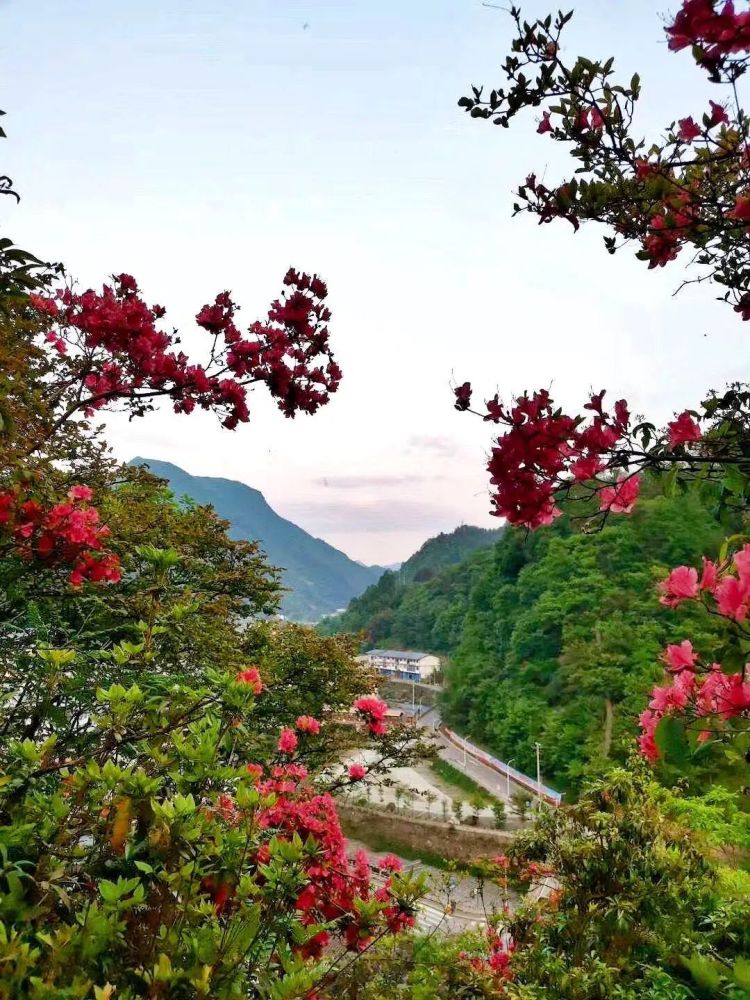 李兰 摄 鲜红的杜鹃花 与周边的绿色植物形成亮丽的风景线 给大自然