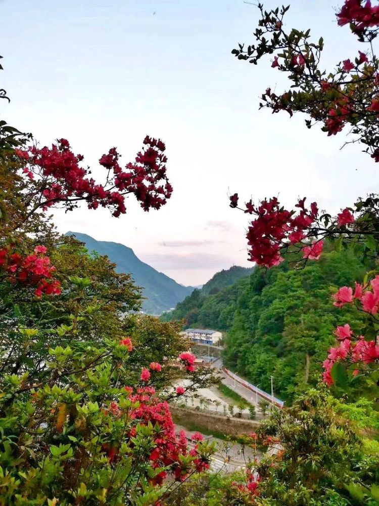 漫山遍野红似火 杜鹃花开映山红