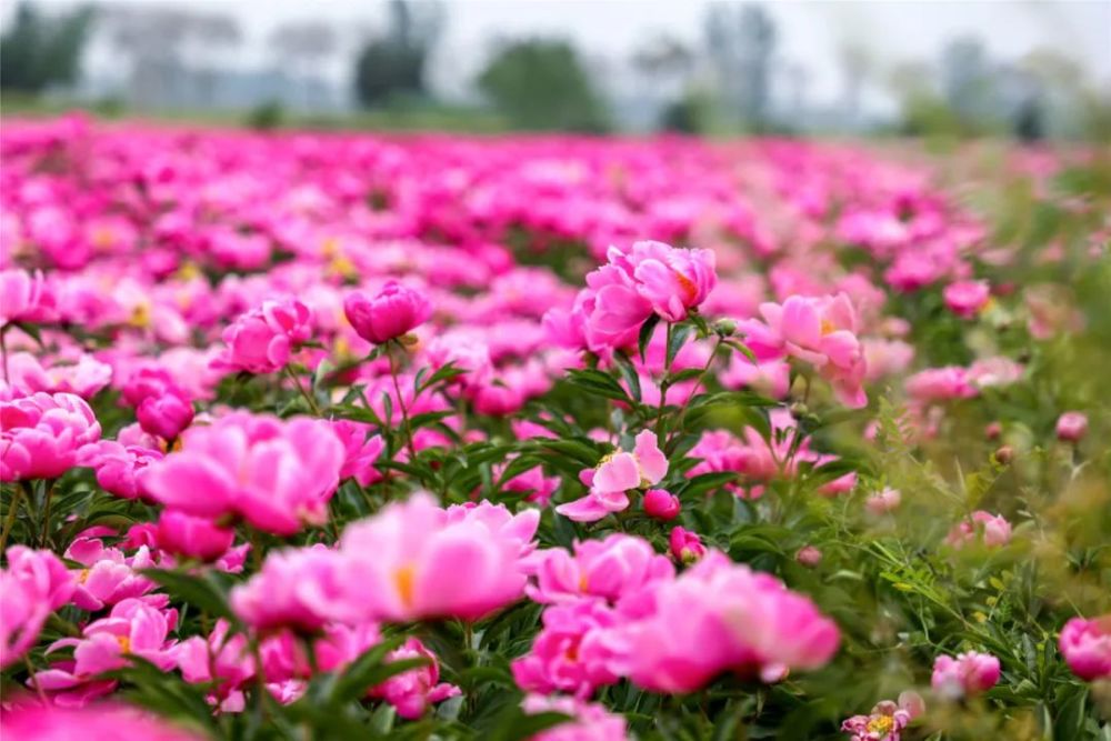 柘城还有比这里更美的"芍药花海"吗?