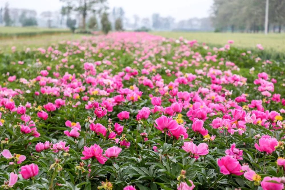 柘城还有比这里更美的"芍药花海"吗?