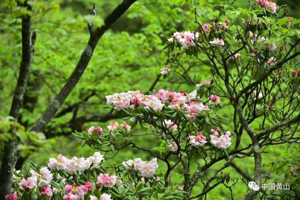 五月天,黄山杜鹃花开,奔你而来!