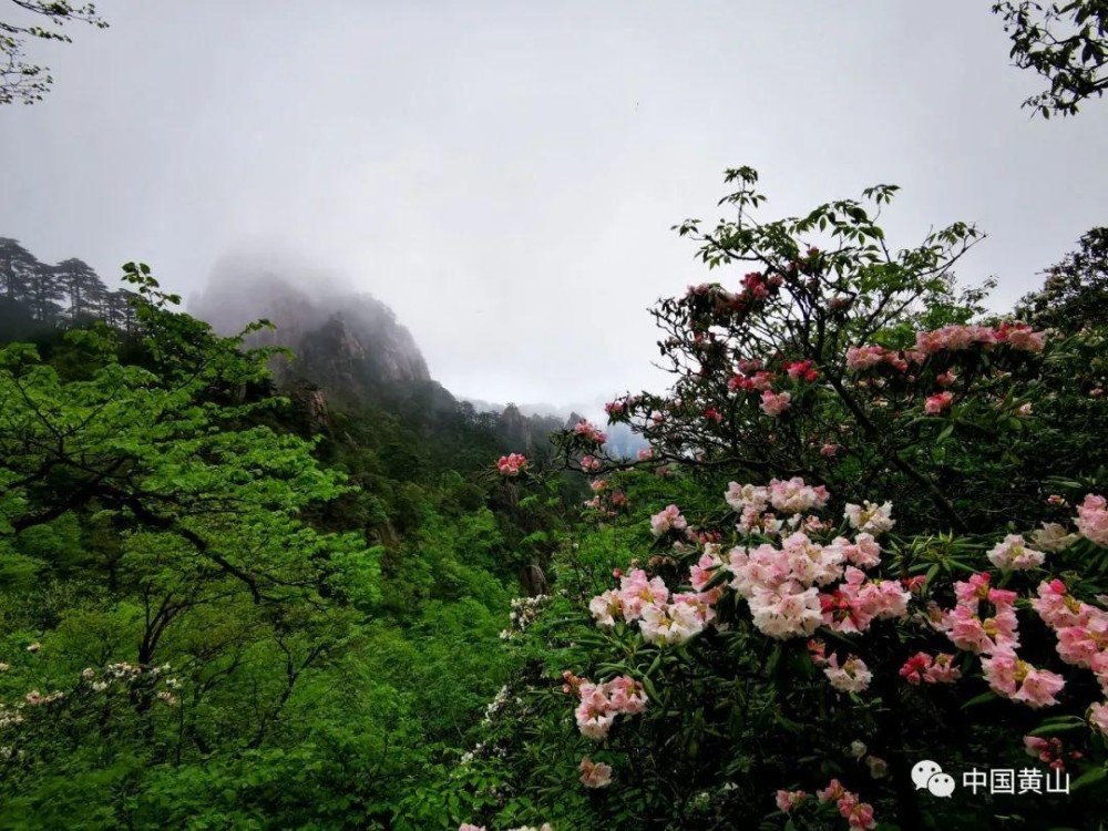 五月天,黄山杜鹃花开,奔你而来!