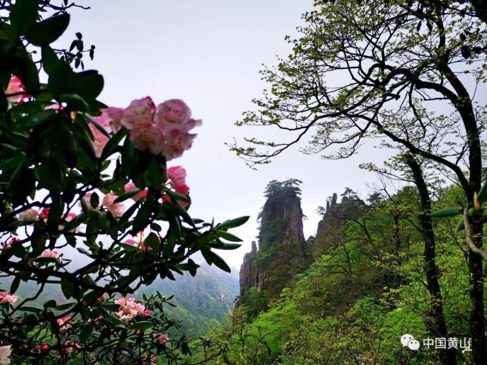 五月天,黄山杜鹃花开,奔你而来!