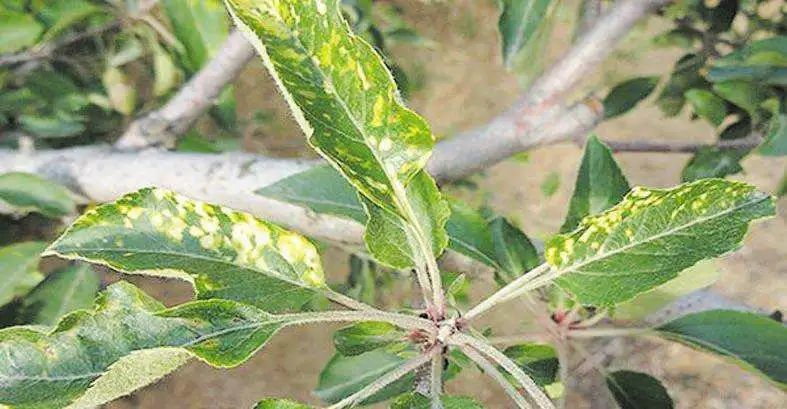 来认识苹果轮斑病和小叶病