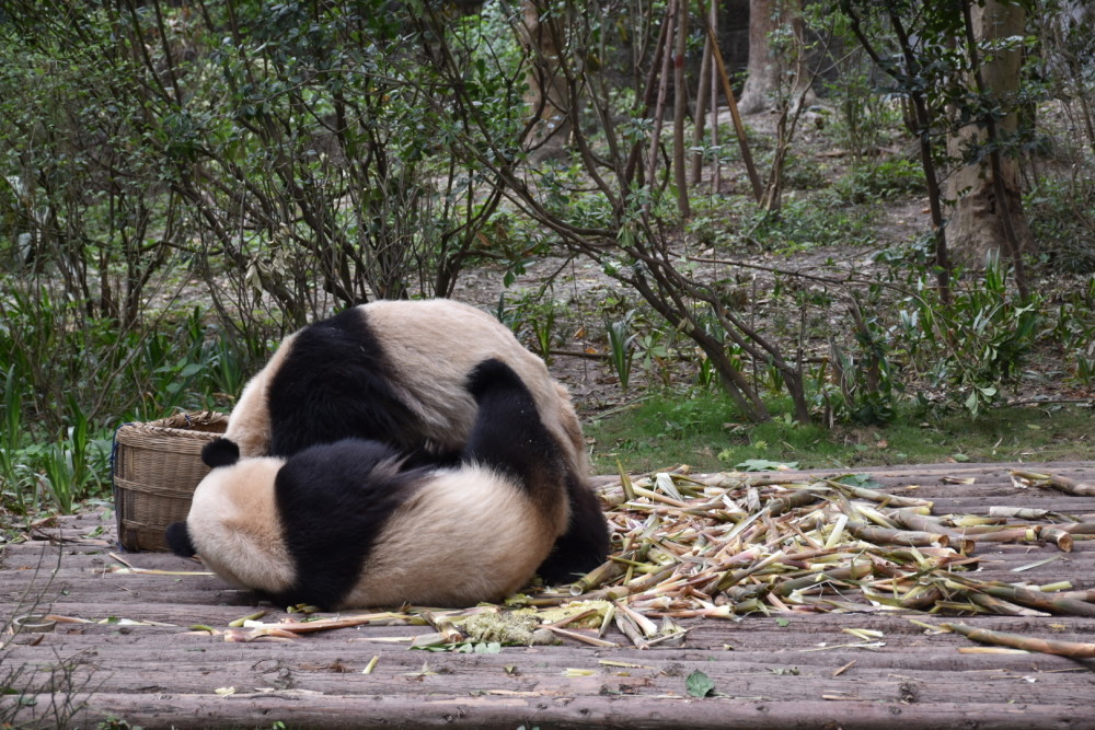 萌萌哒的大熊猫,成片的竹林——亲子游成都,来这里就对了