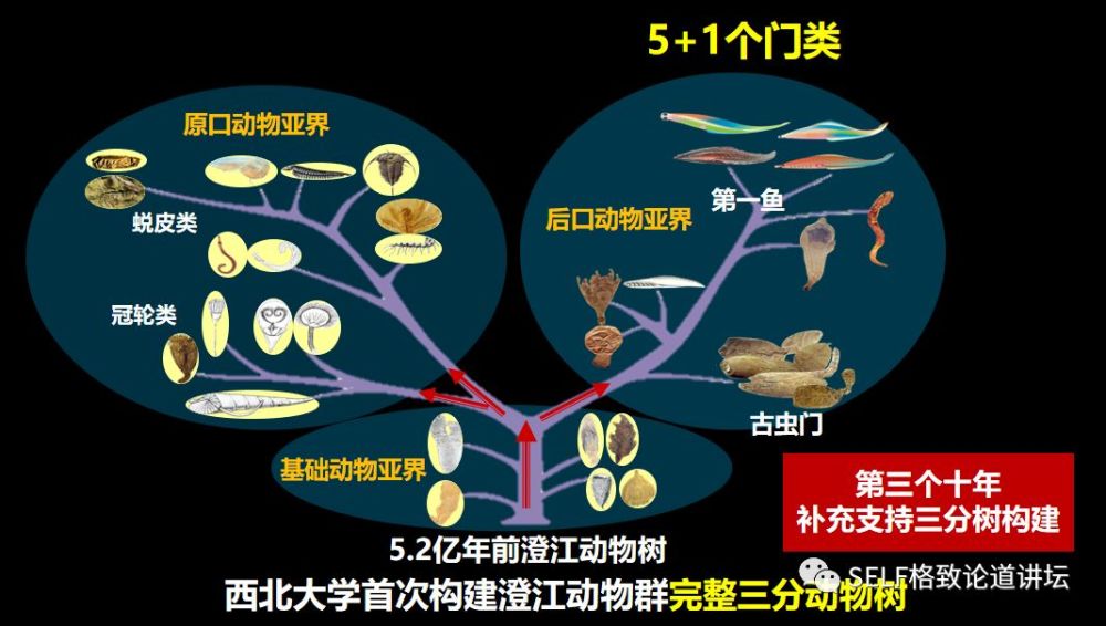 物种起源,人类祖先,人类的由来