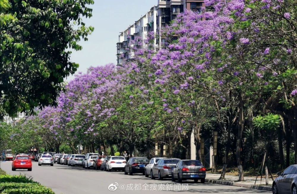 5月成都,蓝花楹,美呆了