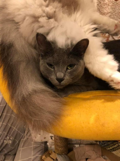 橘猫,蓝猫
