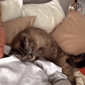 10 趴在你身边, 喵喵心里真的觉得很开心.