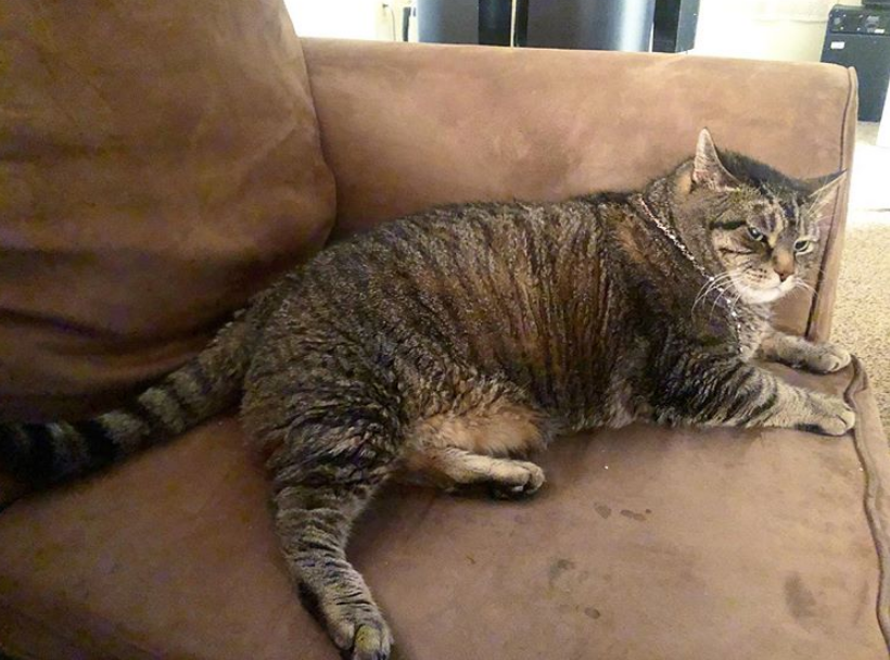 狸花猫,有趣,搞笑,肥胖