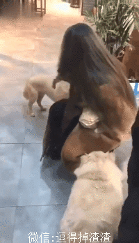 搞笑gif段子:这姿势比劈叉的难度还要高呦