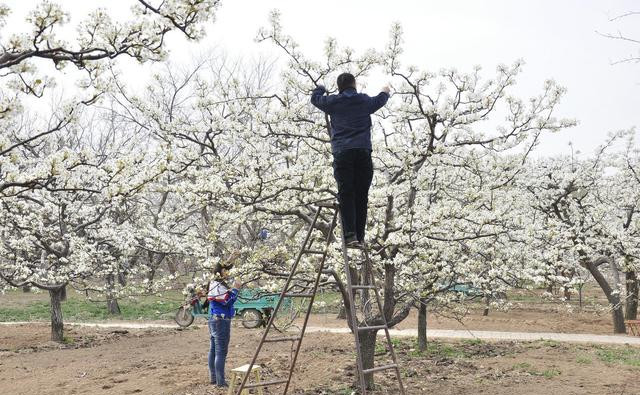 梨树花芽分化期,3个措施公梨变母梨,4个管理建议提高产量和品质