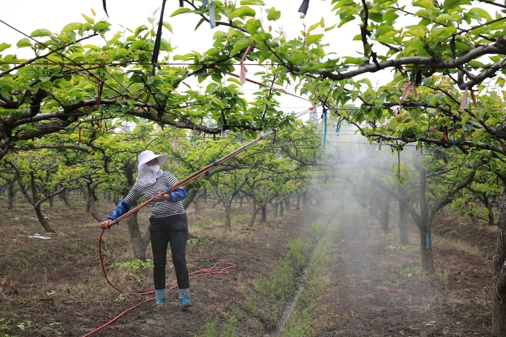 梨树花芽分化期,3个措施公梨变母梨,4个管理建议提高产量和品质