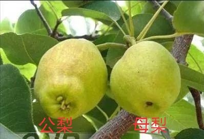 梨树花芽分化期,3个措施公梨变母梨,4个管理建议提高产量和品质