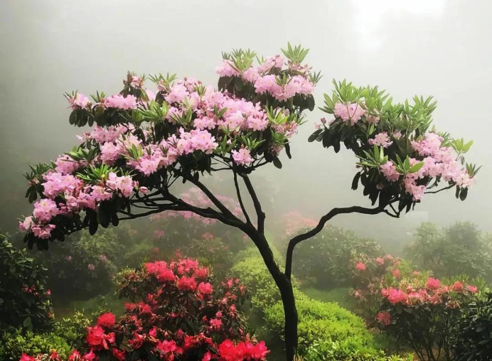 高山花园,杜鹃花,华顶山,天台,高山杜鹃,景区