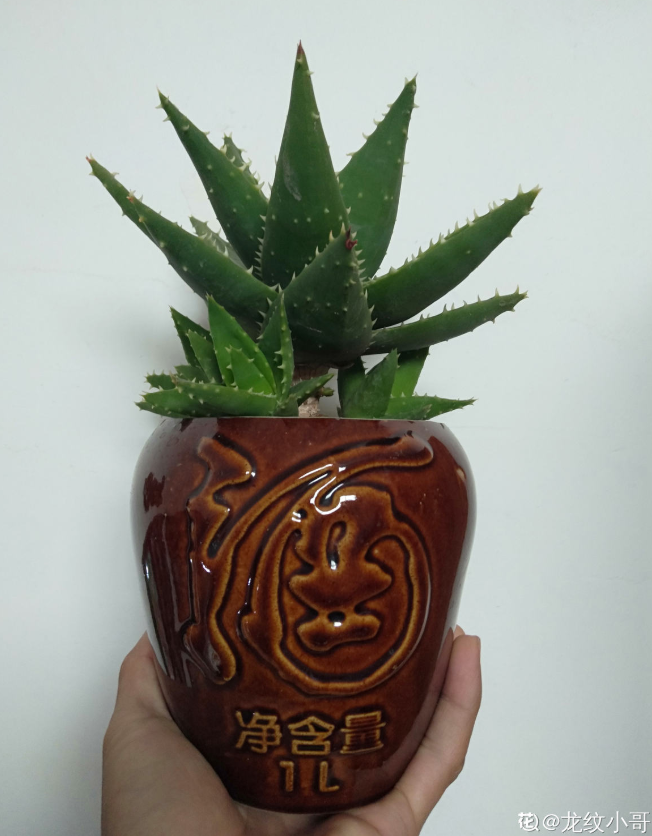 diy,自制花盆,酒瓶花盆,石头花盆,改造花盆