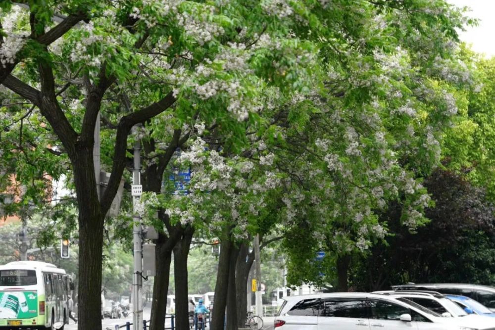 总有一朵属于你 芬芳心扉 苦楝树清香撩人 2001年起 上海市绿化管理
