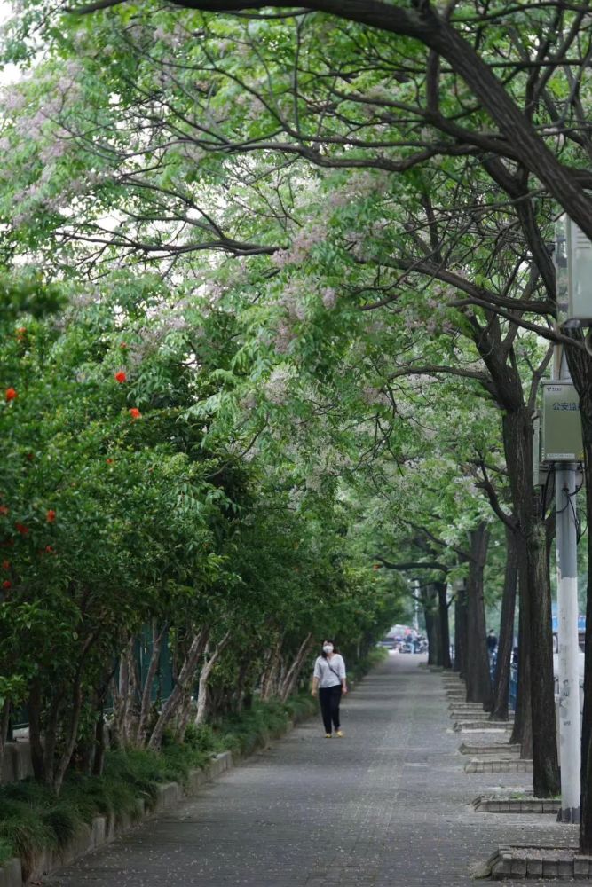 总有一朵属于你 芬芳心扉 苦楝树清香撩人 2001年起 上海市绿化管理