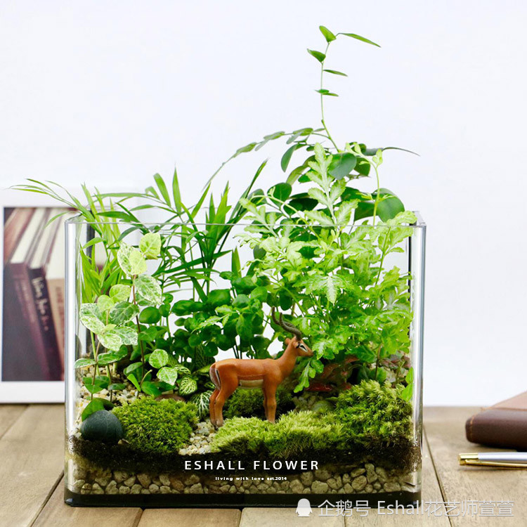 苔藓微景观,微景观,生态瓶,手作diy,桌面盆栽