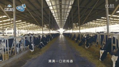 千岛湖牧场总存栏奶牛1500头,年产奶量6000吨.