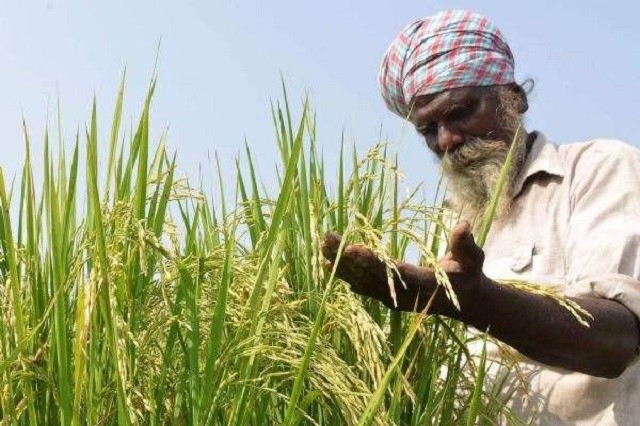 都是人口大国,为何印度还要向全世界出口大米?