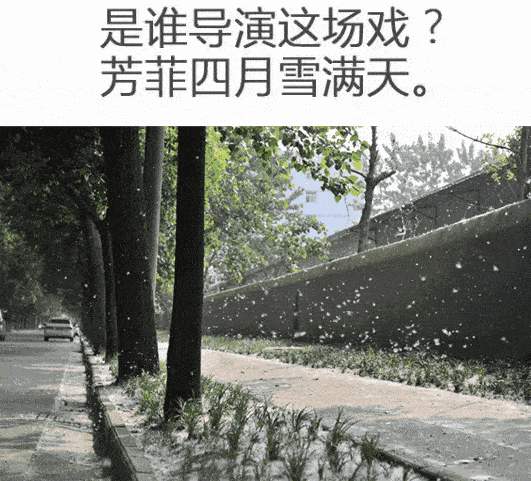 太烦人!柳絮毛毛满天飞,镇江新区街头上演