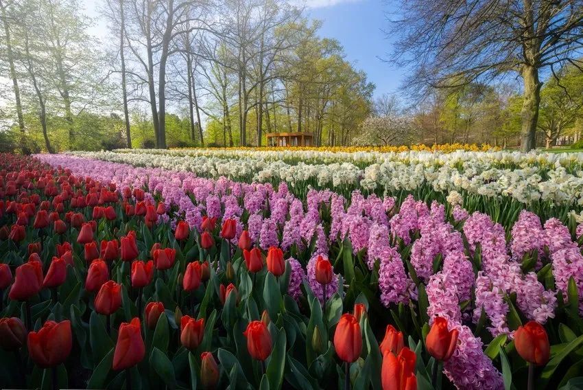 世界最美丽的郁金香花园,空无一人的奇景