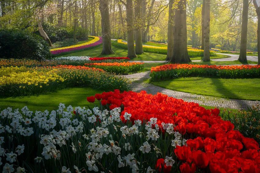 世界最美丽的郁金香花园,空无一人的奇景