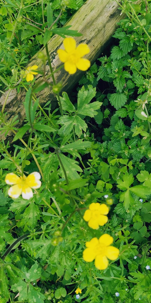 春花烂漫,家乡的风景,花草迷人的竹林,风景优美