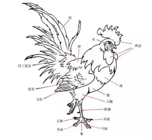 怎样画鸡:公鸡的结构,画法以及用色,分步图解一幅雄鸡