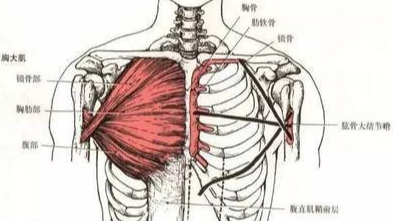 胸肌锻炼法则你需要知道,注意这几点,成就迷人身材