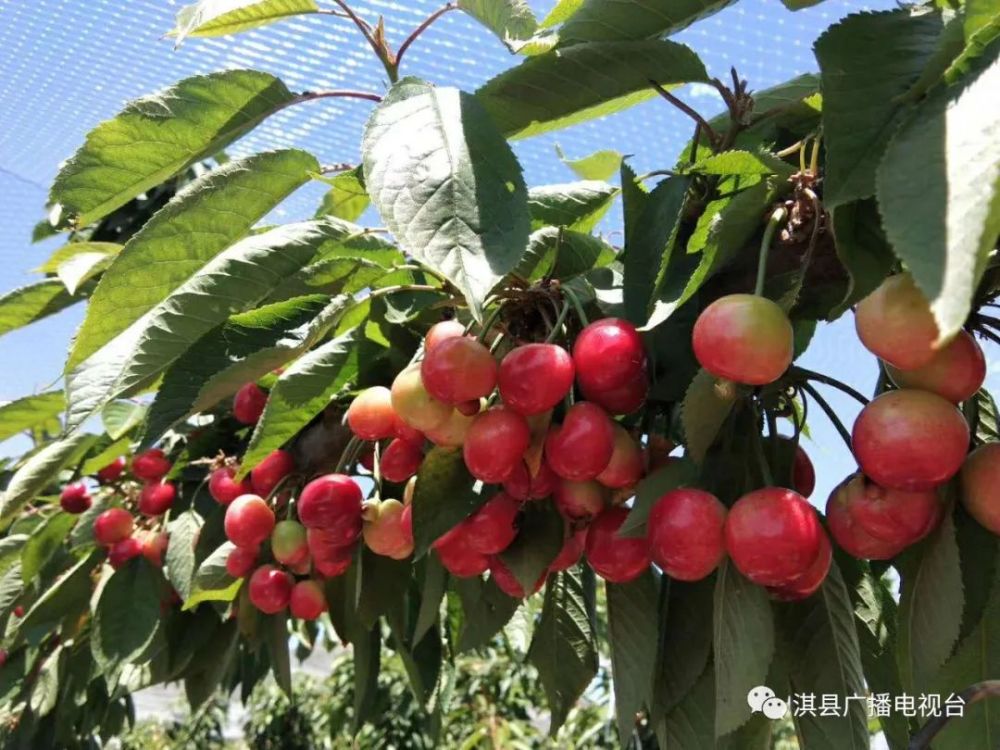 山秀林,直播,大樱桃,满园,弘康,果园