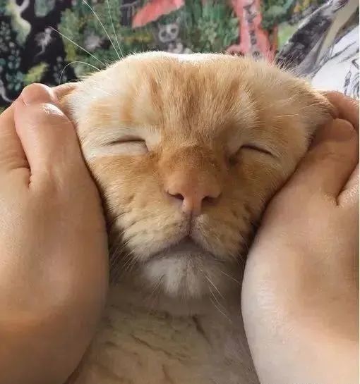 给猫做脸部按摩时,可能手法太好了,猫这表情好享受