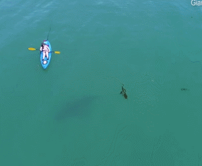 大白鲨,皮划艇,冲浪,海滩,蒙特利湾,鲨鱼