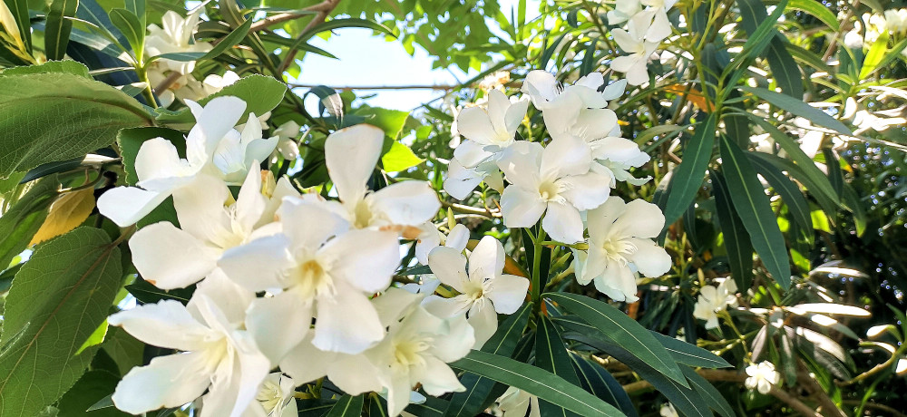 吉安视觉:庐陵赏花之纯洁无暇的白花夹竹桃