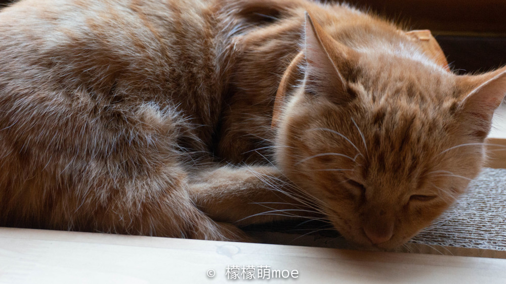 日本旅行记 小男孩画猫火遍全球 建了个猫猫寺 养活一家子 看点快报
